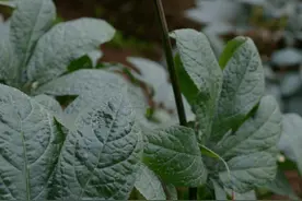 林草科普|中国药用植物 - 三七图片