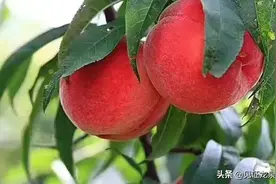 醉美蜜桃味道，龙泉驿请你来撩！图片