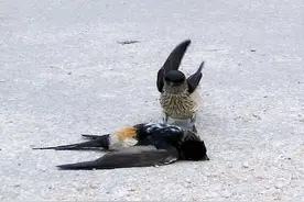 燕子飞到南方去了？错！死亡行军数万里，横跨半个地球到非洲过冬图片