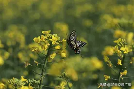 应城魏河：万亩油菜花儿开  “世外桃源”游人来图片