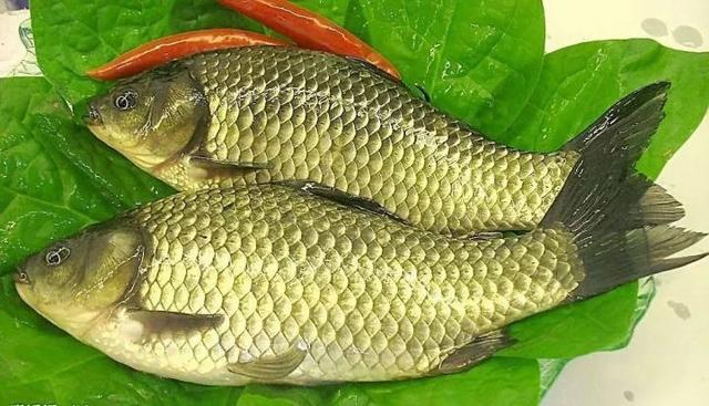 鲫鱼的种类有哪些，教你怎么区分各种鲫鱼
