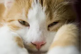 猫咪又吐了？别急，看看是什么情况（2）图片