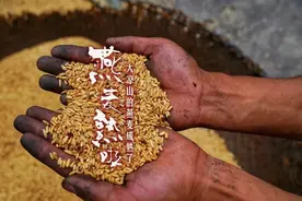 加拉巫沙：燕麦在上图片