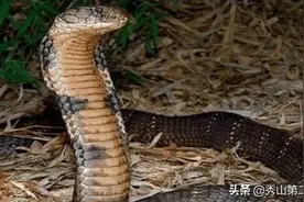 蛇界毒王，眼镜王蛇，狠起来同类为食图片