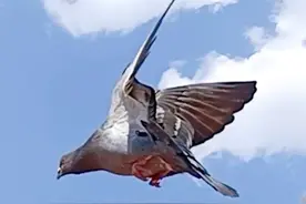 有情有义的鸽子，忠贞于自己的伴侣，从甘肃飞回了配偶所在地山东图片