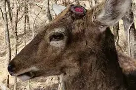 血淋淋的“割鹿角”并非人为 新闻大连记者采访照片拍摄者释疑图片