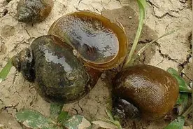 有话说 | @青白江人 凤凰湖里的福寿螺千万别碰！图片