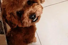 泰迪犬为什么爱咬主人？这几点心理因素，不容忽视图片