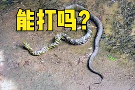 家中遇到蛇能打吗？有人说可以，有人说不能，看看农村谚语就知道图片