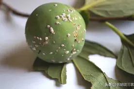老农：“要想消灭蚧壳虫，快找食醋也许行”，食醋能消灭它们吗？图片