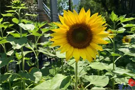 五一假期每天都好热！广州日最高气温齐齐站在30℃+高位图片