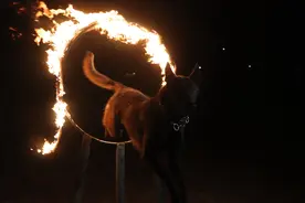 “神犬”与“奇兵”的“爱恨情仇”图片