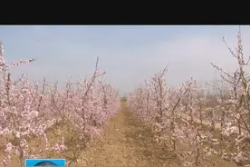 成安漳河店镇洛疃村：千亩桃花笑春风图片