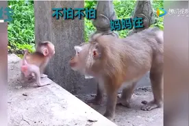猴子妈妈教宝宝下台阶，耐心鼓励眼神温柔 网友：我还不如一只猴图片