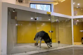 哈士奇寄养，3天连拆3间房，这主人得赔多少钱？图片