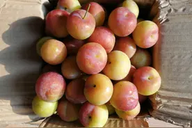 【今日食谱~腌李子】图片