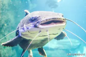 印度恒河究竟有多毒，毒素深入食人鲶骨髓，还指望有人接盘？图片