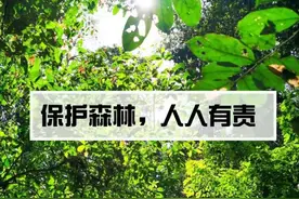 世界上体型最大的野牛被发现了，这次不在西沙东岛，而是在云南图片