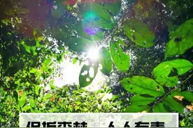 世界上体型最大的野牛被发现了，这次不在西沙东岛，而是在云南图片
