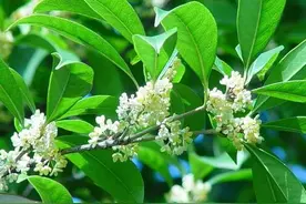 又是桂花飘香季，哪种桂花最香？你了解吗？图片