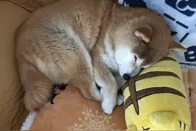15岁柴犬躺在主人怀里入睡，就像回到小时候，睡相超级可爱。图片
