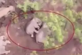 云南的小象太调皮了 不想午休还撒娇耍赖 像极了家里的熊孩子图片