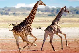 「1」Animals Can Move 动物可以移动图片
