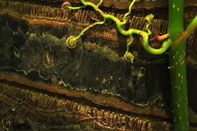 童年回忆！《爬山虎的脚》科学版番外图片