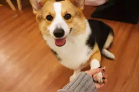 行业人建议：想养宠物犬，劝你选择这10种寿命长的狗狗图片