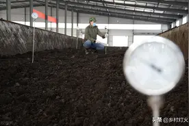 牛粪制作有机肥，怎么才能快速让牛粪发酵？答案来了图片