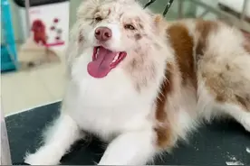 怒！主人出国弃养边牧，并用铁链拴了三年，狗狗能有几个三年图片