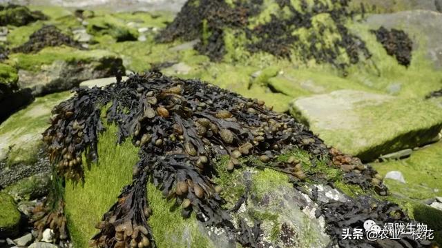 认识一下海藻精