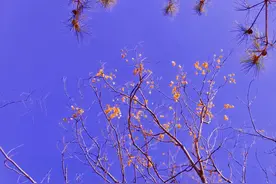 紫色的含义你知道吗？身边有喜欢紫色的人一定要注意了图片