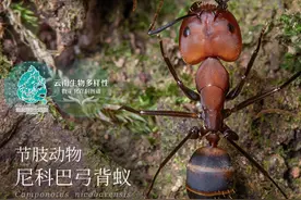 【云南生物多样性数字化百科图谱】节肢动物•尼科巴弓背蚁：我们各司其职，“帝国”才能繁荣强大图片