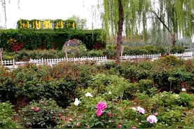 陕西铜川牡丹园的花开啦 姚忠智 摄影图片