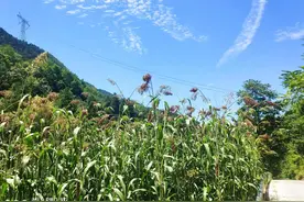 青山青绿水长故事多图片