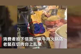 顾客拍视频举报火锅店老鼠在切肉台乱窜 老板：按要求捐出赔偿金并整改图片