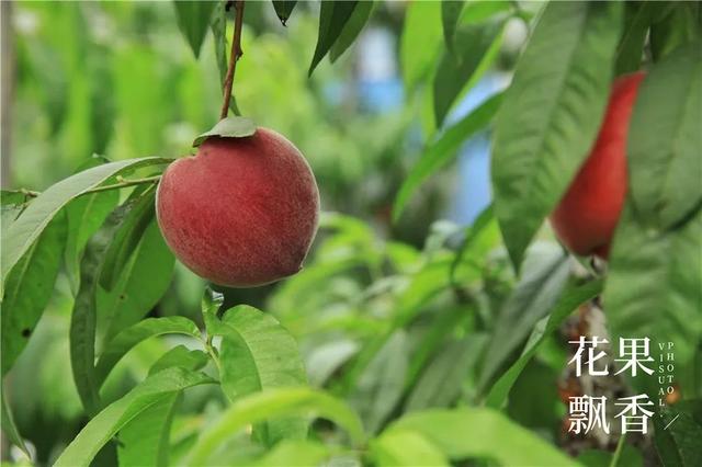 谈恋爱、听音乐、坐月子……这家果园的管理方式太奇葩