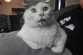 高冷喵星人到了医院秒「怂」，我躲我躲我躲躲躲图片