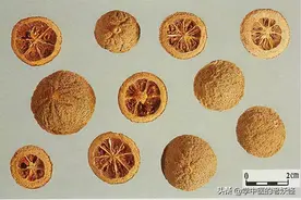 每日学习一味中药——香橼图片