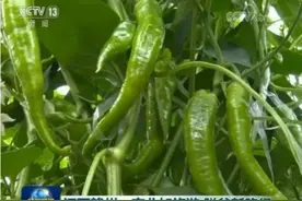 产业帮扶浇开贫困户心头“幸福花” 央视又为宁都辣椒代言图片