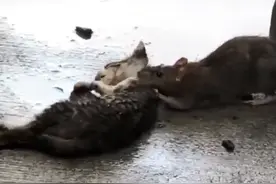 小猫被老鼠叼走，男子笑着拍视频，老鼠不是吃猫鼠，人却是冷心人图片