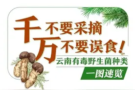 一图速览！这些有毒野生菌种类千万不要采摘和食用图片