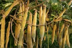 农村一种常见的野生植物，人们用来煲汤味道鲜美，还能保健养生图片