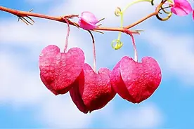 结婚纪念日每一年分别叫什么婚？来看看你们是什么婚？图片