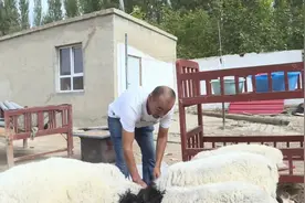 同心奔小康丨养好杜泊羊 日子越过越红火图片