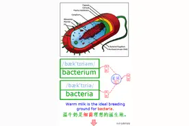 了解一下Virus(病毒)的朋友圈，图解单词学英语图片