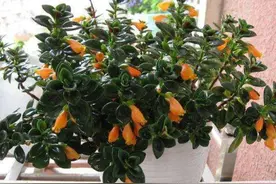 4种花都叫吊兰，形态各不相同，你喜欢养哪一种呢？图片