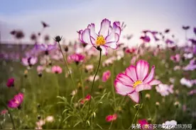万花生态旅游度假区图片