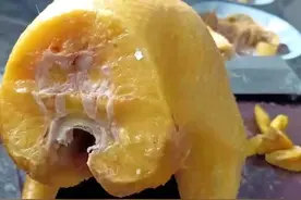 茂名：一只肥鸡刷爆朋友圈，经历过七十年代生活的人说还不够肥图片